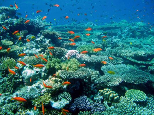 Red Sea coral1